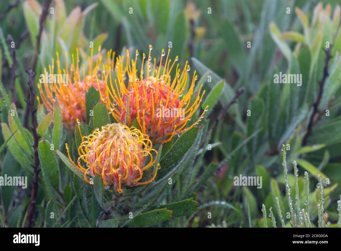 Leucospermum gerrardii in Malolotja Nature Reserve, Hhohho Province of Eswatini, Southern Africa Stock Photo