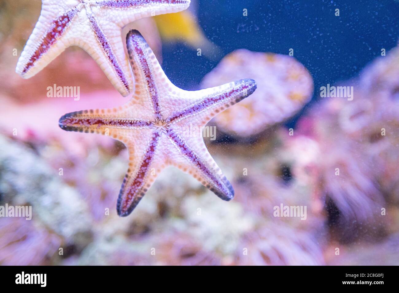 Close up of the underside of a colorful orange sea star (starfish, star fish) in a marine coral reef tank aquarium, as it crawls across the glass. Stock Photo