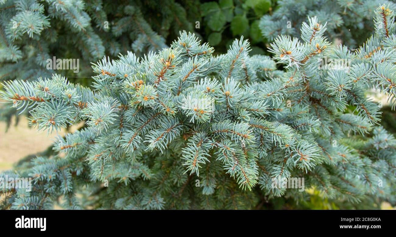 Picea pungens evergreen coniferous tree. beautiful branches of blue spruce Stock Photo