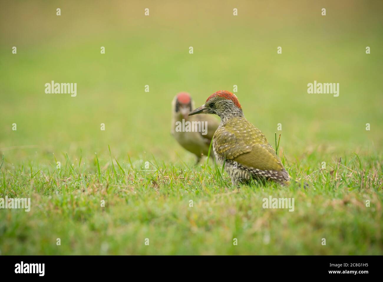 Green woodpecker, Picus viridis, feeding along the edge of rough pasture land , summer in Oxfordshire Stock Photo