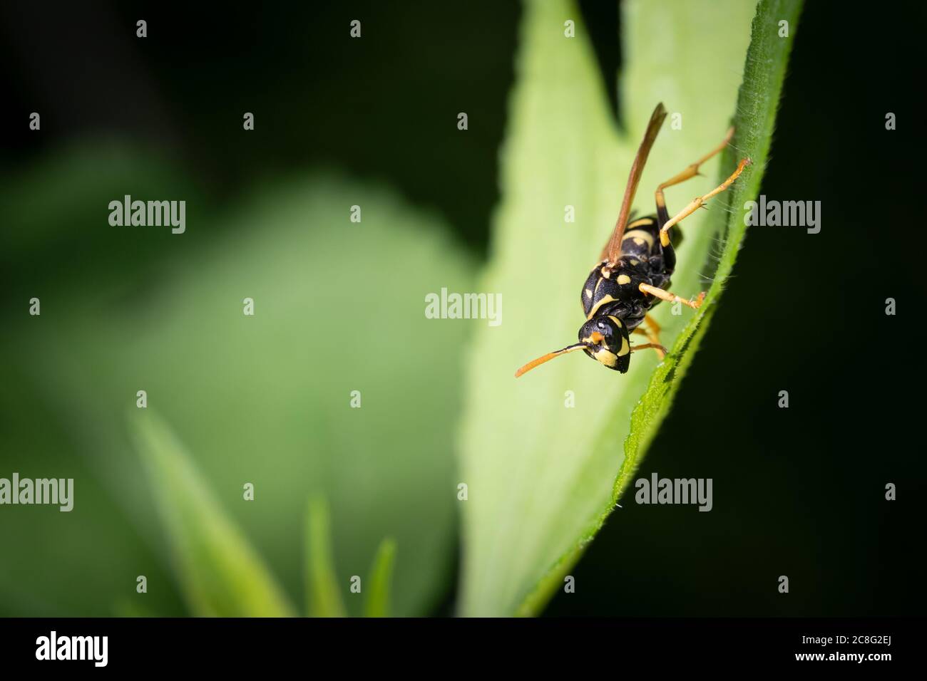 A European Paper Wasp pauses on a leaf in Taylor Creek Park in Toronto, Ontario, where they are an invasive species. Stock Photo