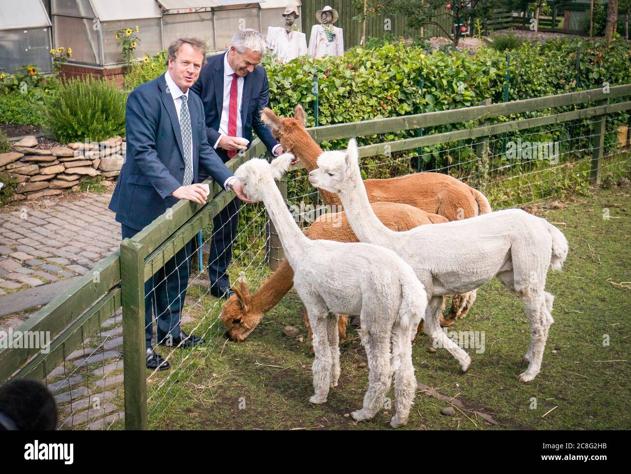 Scottish Secretary Alister Jack (left) and Chief Secretary to the Treasury Steve Barclay feed the alpacas at LOVE Gorgie City Farm in Edinburgh as it was announced that further upfront funding will be guaranteed for the devolved nations to give them certainty for the months ahead as they deal with coronavirus. Stock Photo