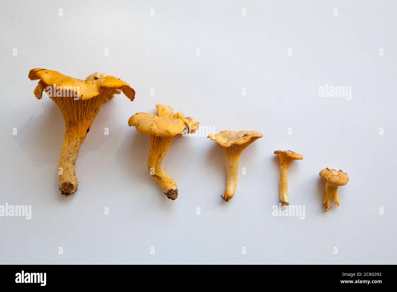 Foraging for Chanterelle Mushrooms in Poland Stock Photo Alamy
