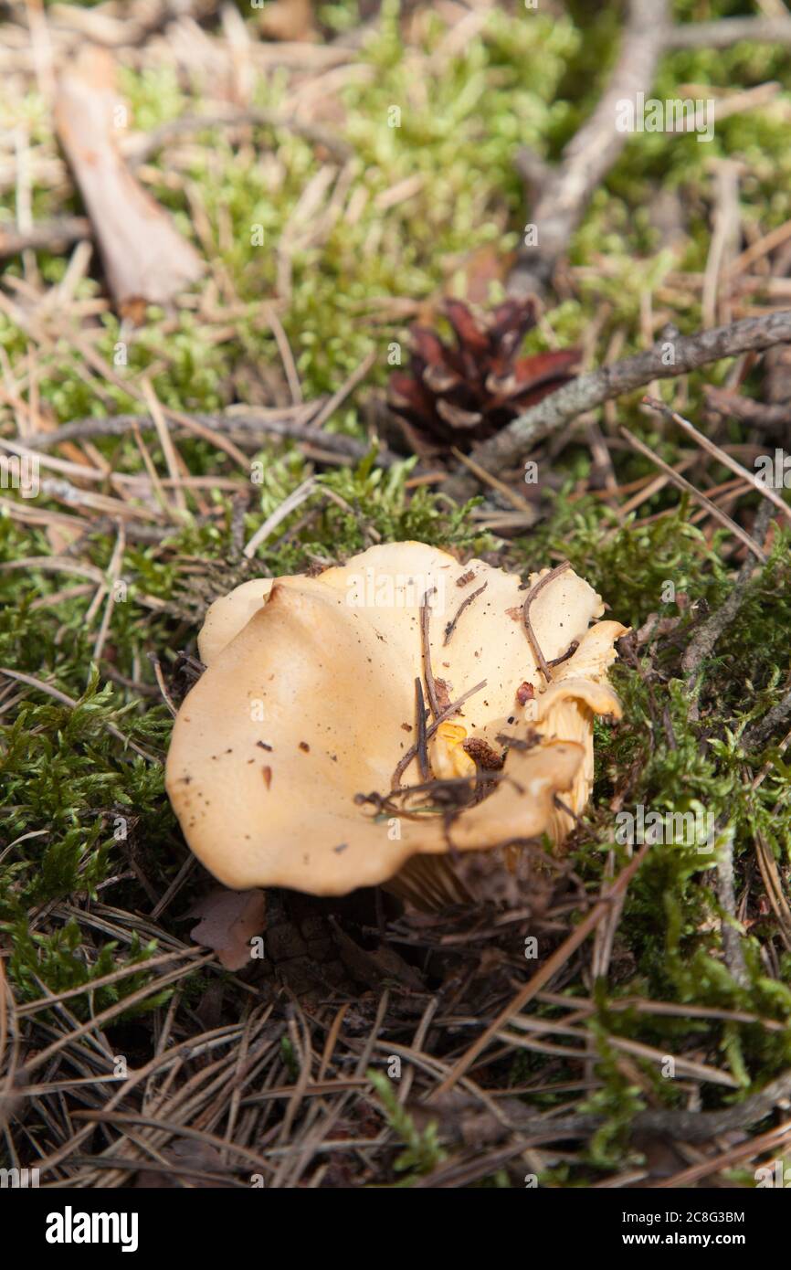 Foraging for Chanterelle Mushrooms in Poland. Stock Photo