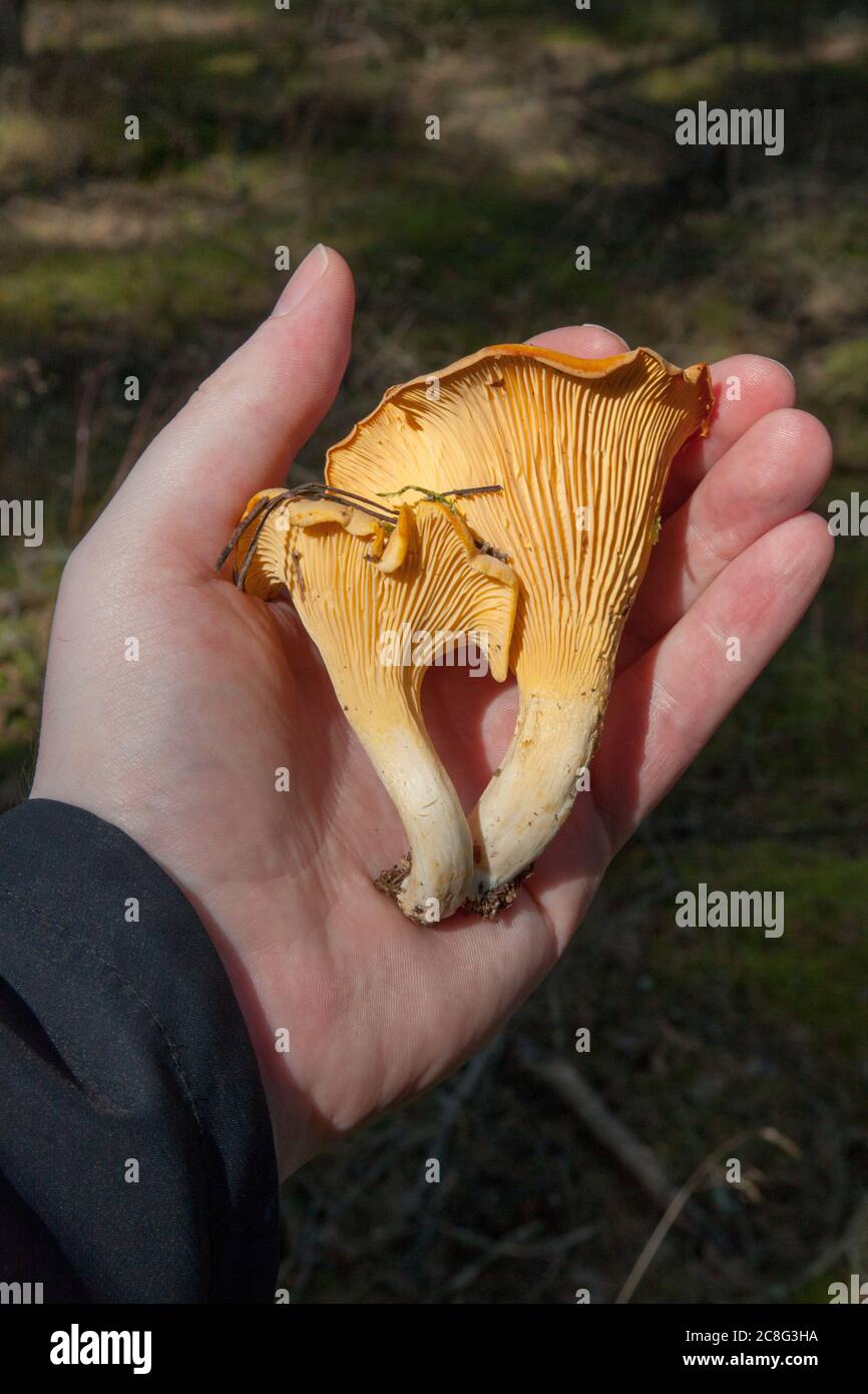 Foraging for Chanterelle Mushrooms in Poland Stock Photo Alamy