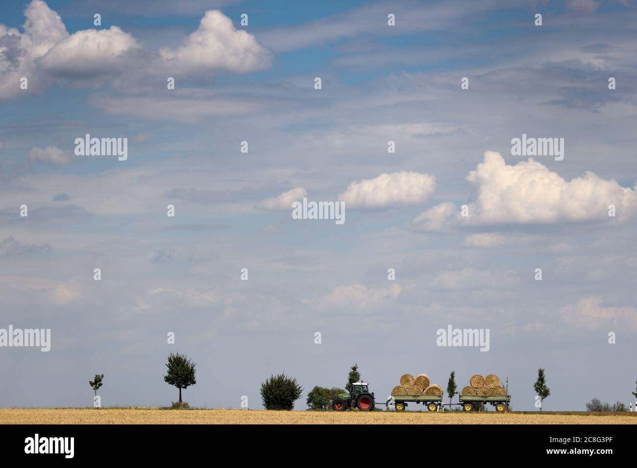 Grimma, Germany. 24th July, 2020. A tractor driver checks his trailer loaded with straw bales. Credit: Jan Woitas/dpa-Zentralbild/ZB/dpa/Alamy Live News Stock Photo