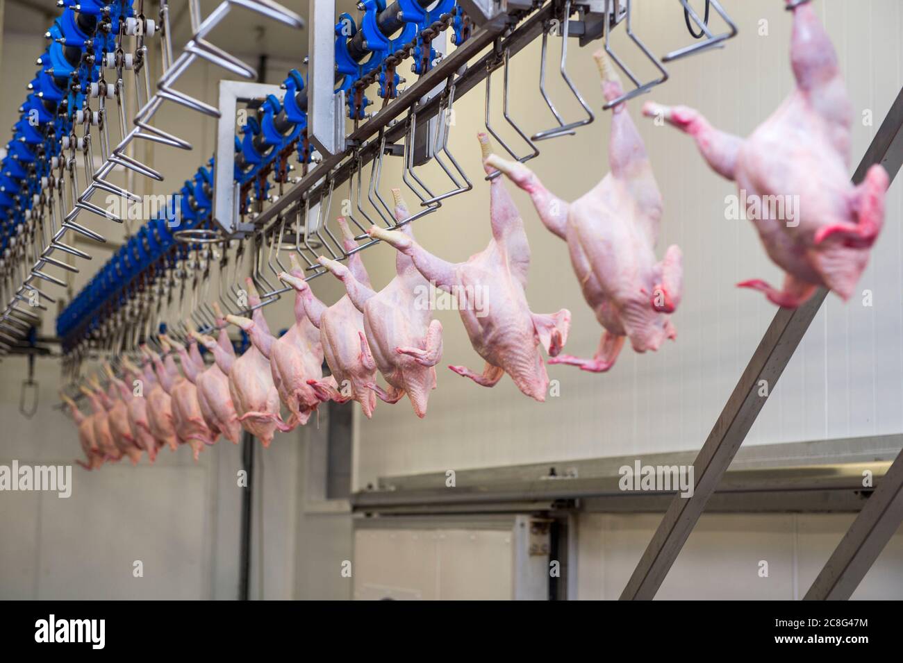 Plucked chickens without heads, hang in a UK chicken factory, on their