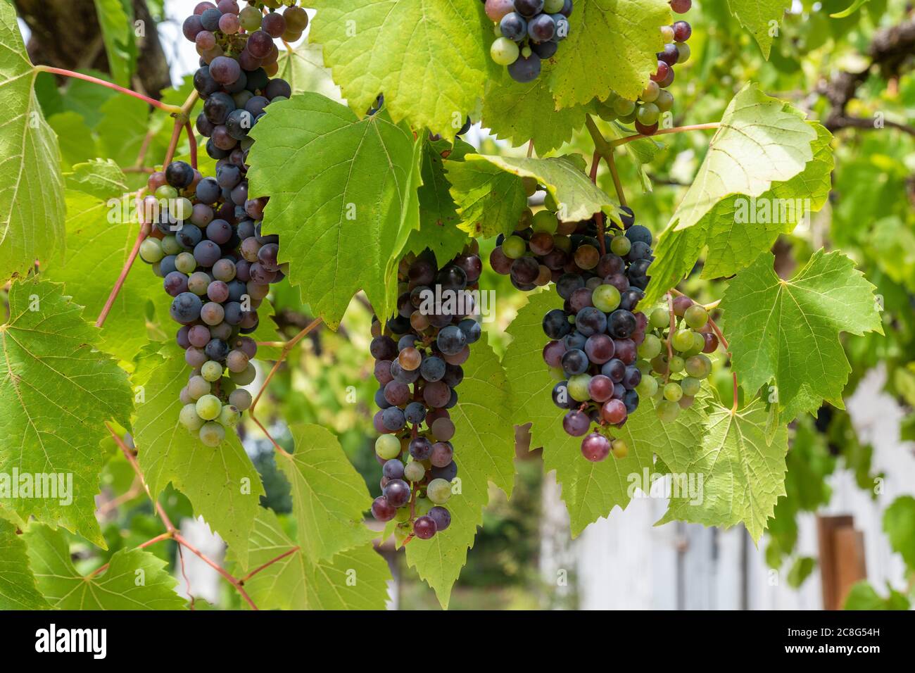 Colored grapes in the strain Stock Photo