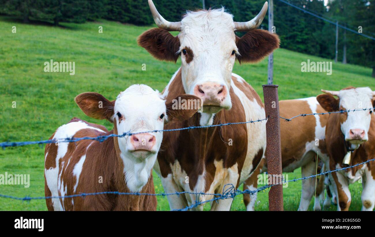 Cattle in a Alpine mountain pasture. Grass fed cows are rich in Omega-3 fatty acids. Stock Photo