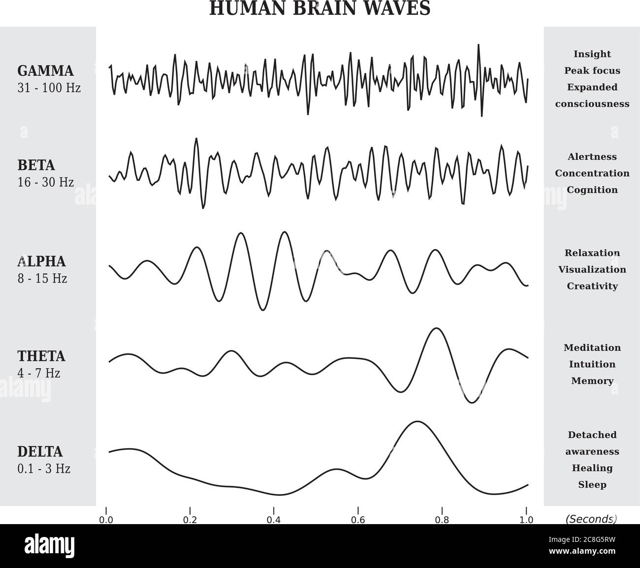 Human Brain Waves Diagram / Chart / Illustration in Black and White / English Language Stock Vector