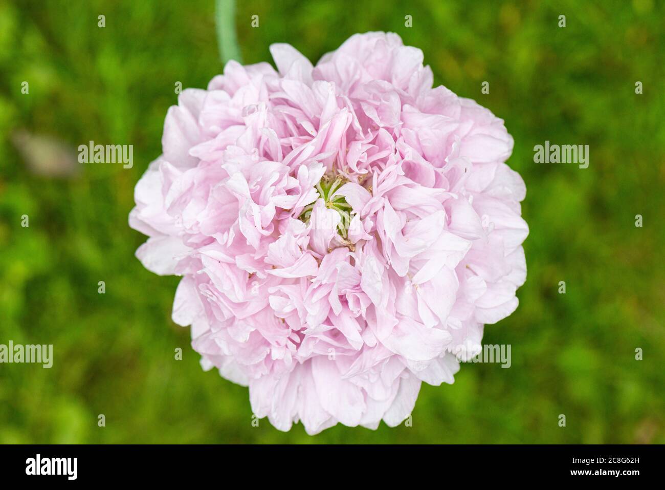 Double Pink Opium Poppy Papaver High Resolution Stock Photography and ...