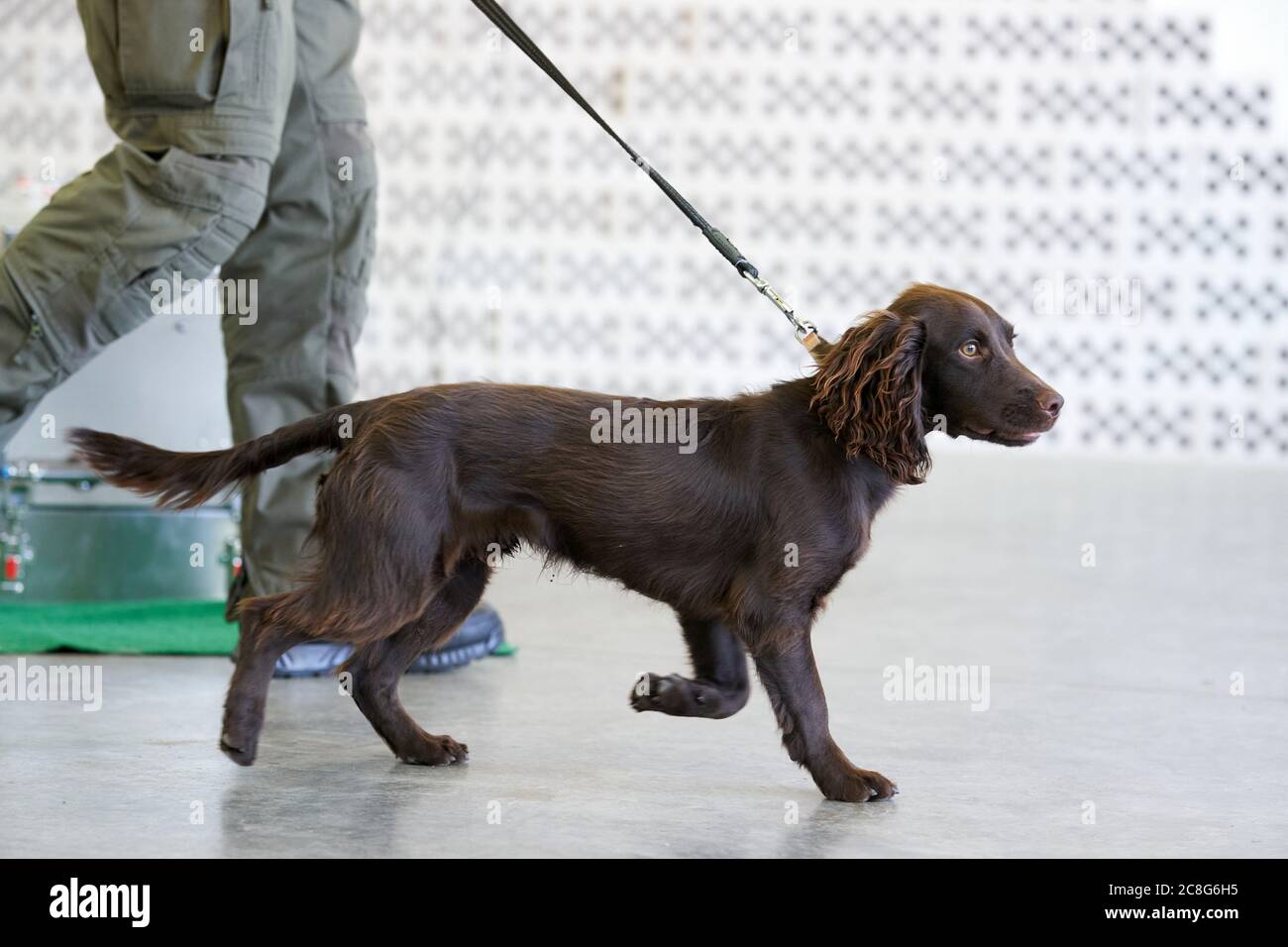 cocker spaniel leash training
