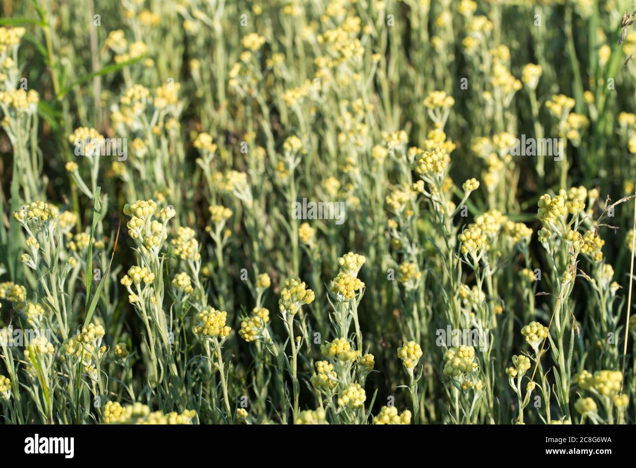 Helichrysum arenarium  dwarf everlast immortelle yellow flowers in meadow macro selective focus Stock Photo