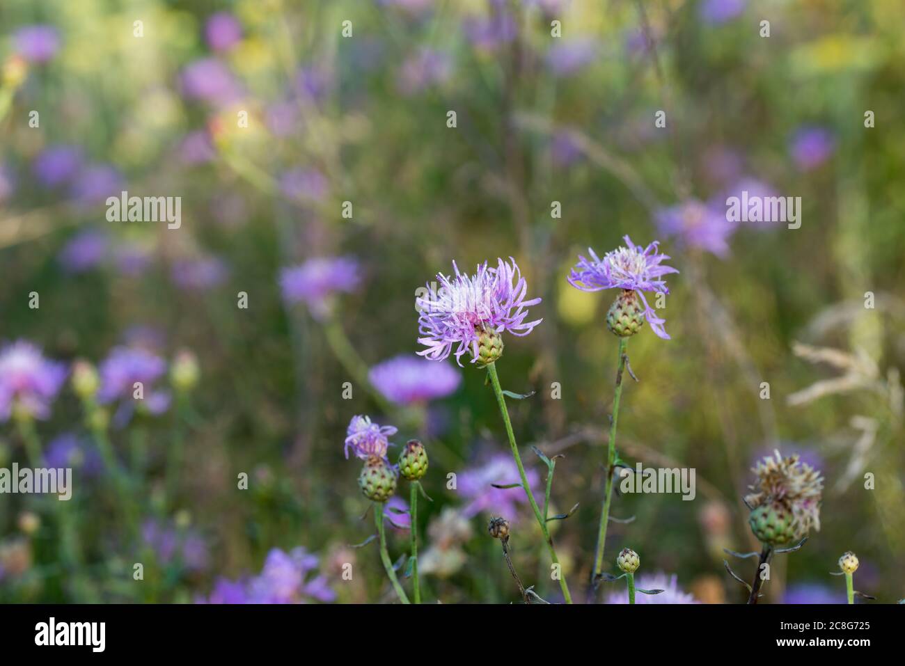 Centaurea jacea,  brown knapweed violet flowers in meadow macro selectiwe focus Stock Photo