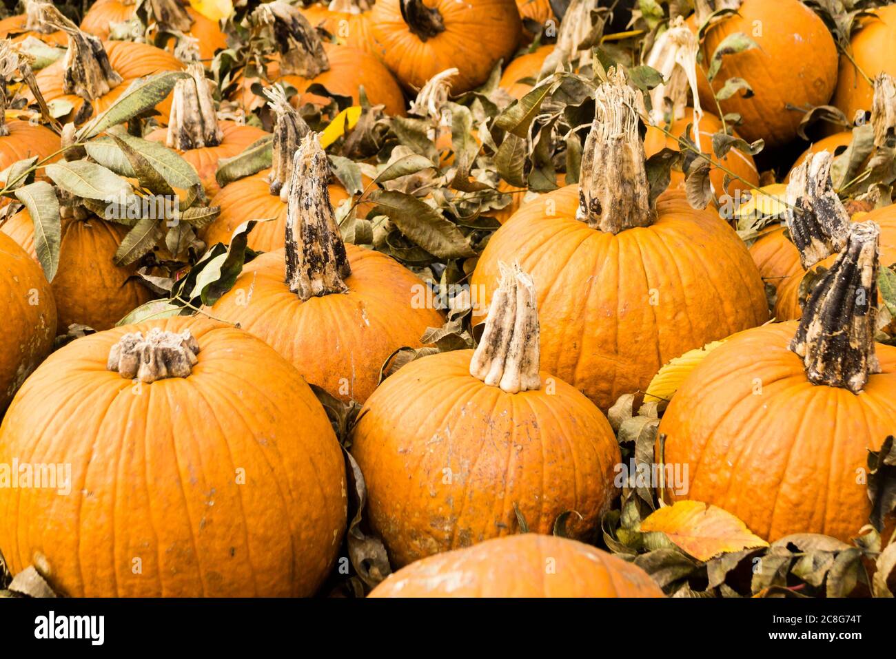 Bunch of Pumpkins on Ground Stock Photo