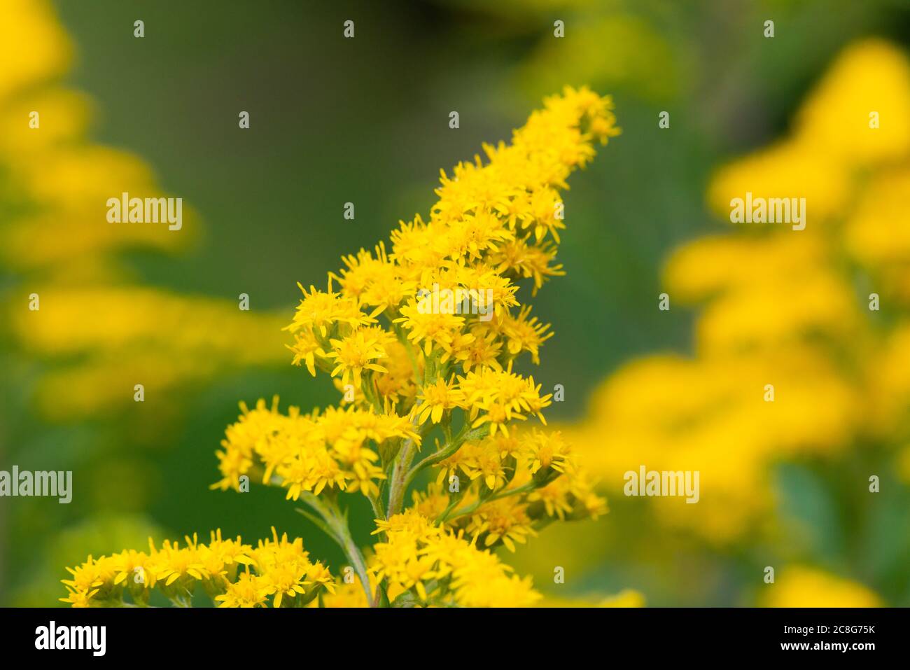 The yellow flowers of a goldenrod (Solidago) Stock Photo