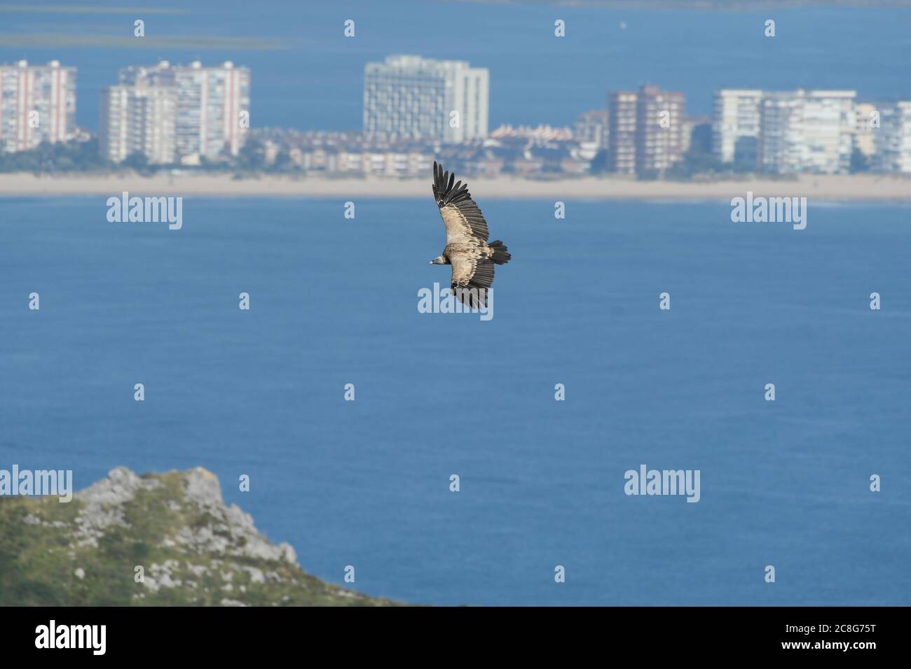 Griffon vulture flying over limestone mountains, with Laredo and the sea in the background Stock Photo