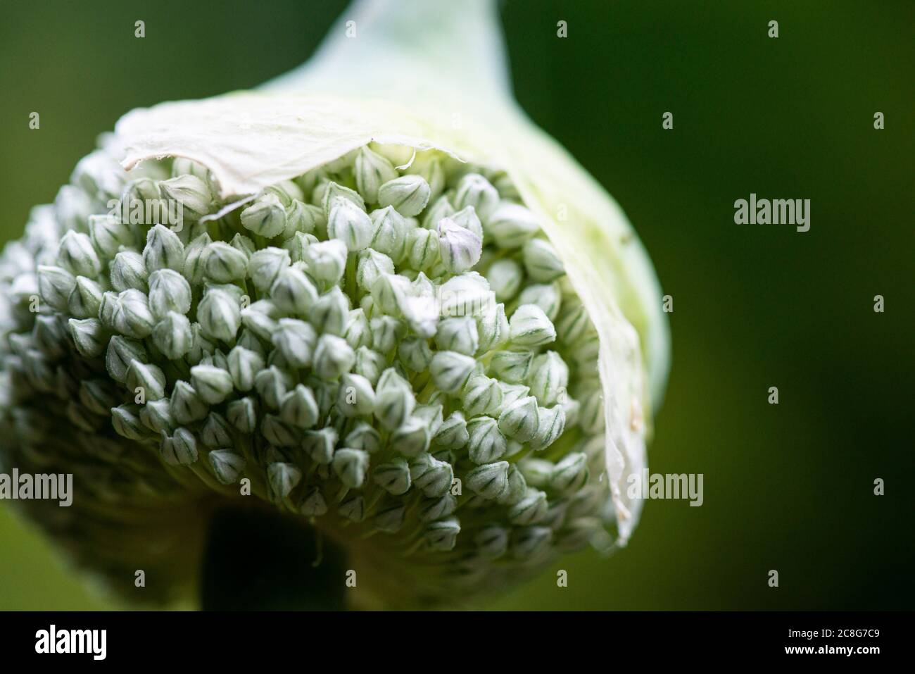 A close up of the flower head of a leek Stock Photo