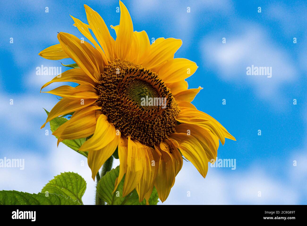 Ten Rayed Sunflower A giant single sunflower Ray of Sunshine (Helianthus annuus) against a ...