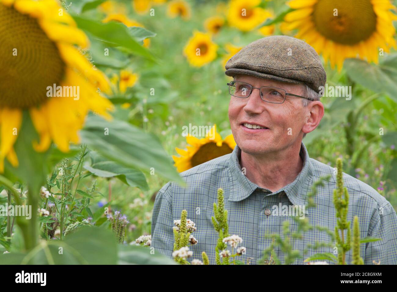 Happy smiling mature gardener in a green field with organic sunflowers and wild flowers without allergic reaction - looking at the flowers with the in Stock Photo