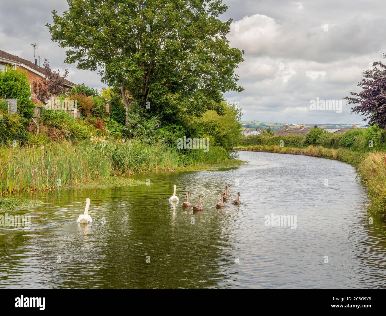 The scenic and beautiful Grand Western Canal, Tiverton, Devon, UK. With swans. Stock Photo