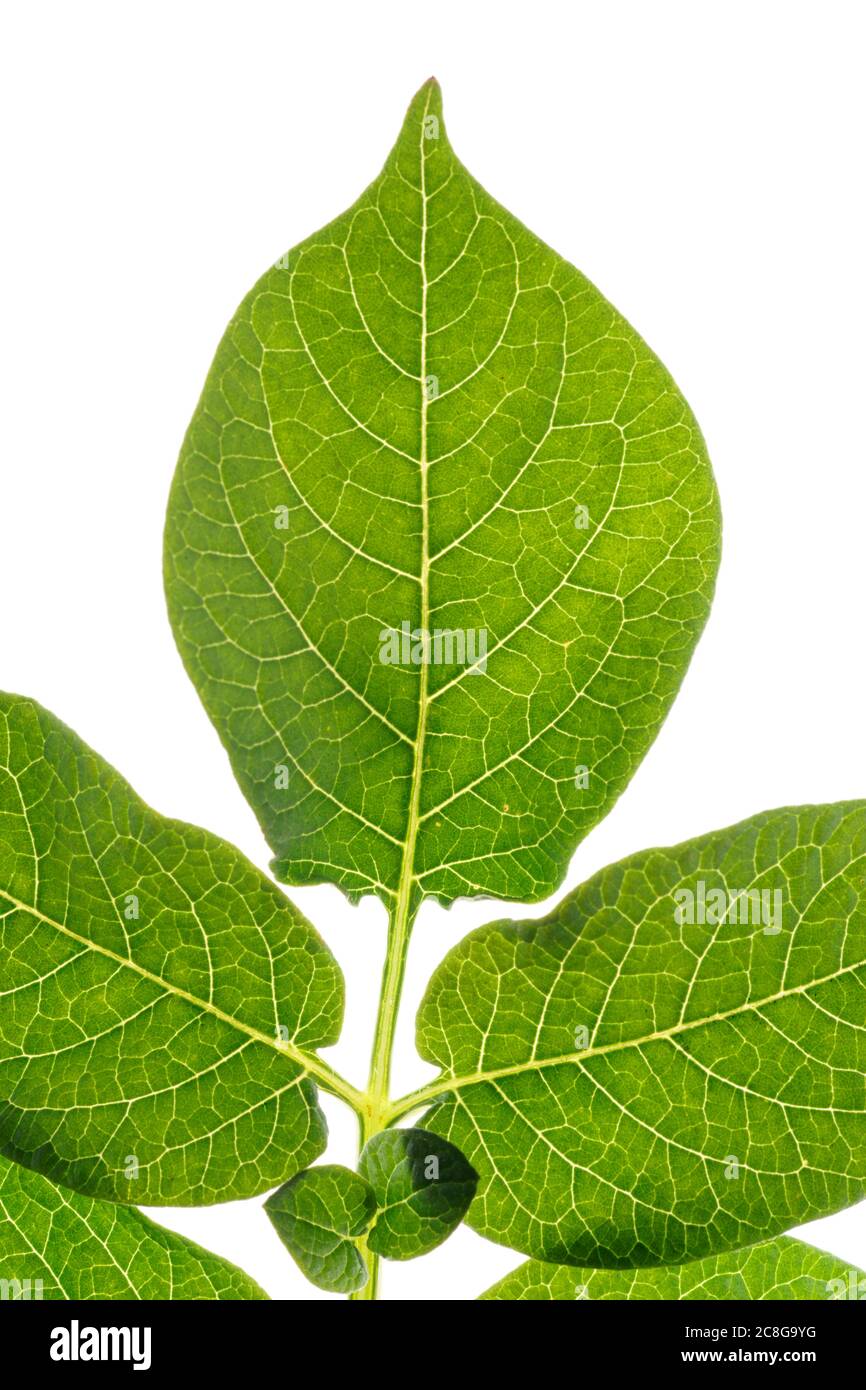 Green potato leaf, back light, isolated on white background Stock Photo