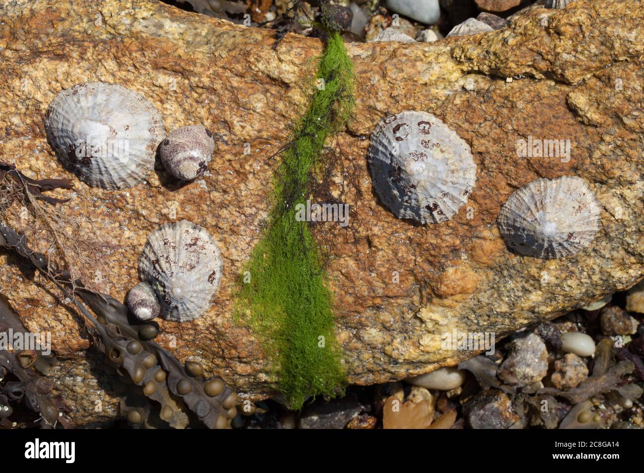 close up seashells on a rock Stock Photo