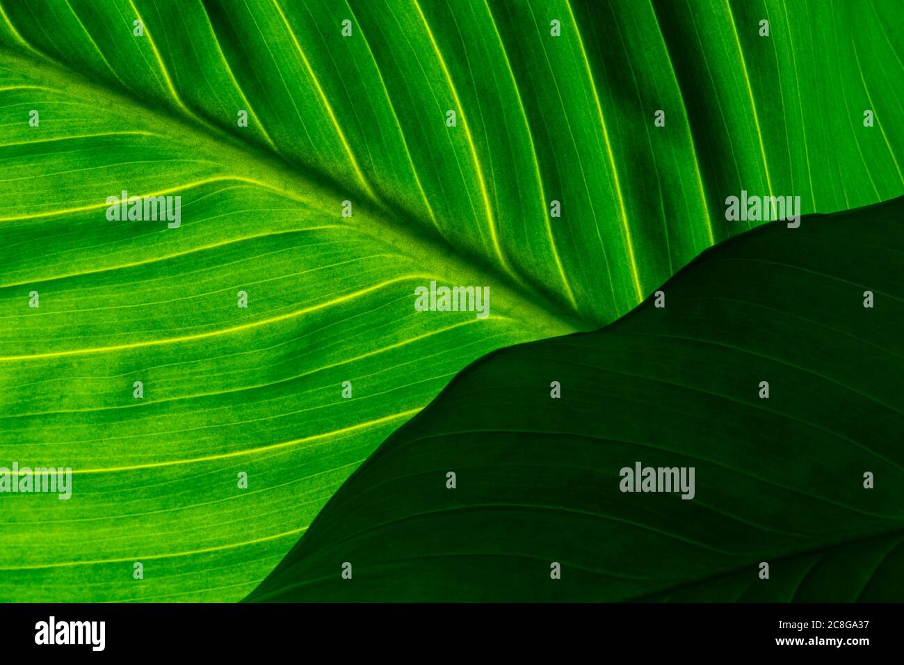 Green leaf with dramatic lighting Stock Photo