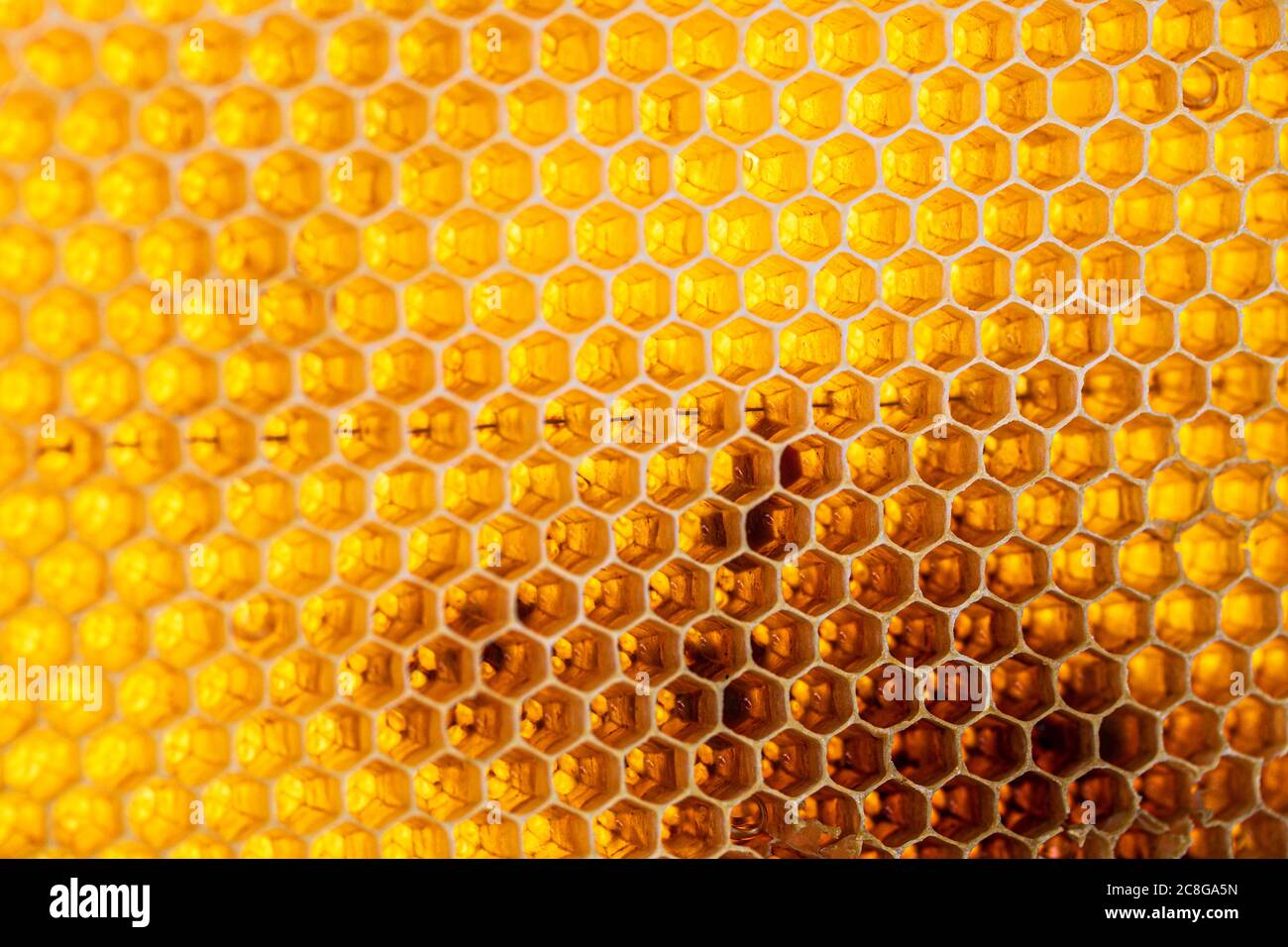 honeycomb seamless pattern background no bee Stock Photo