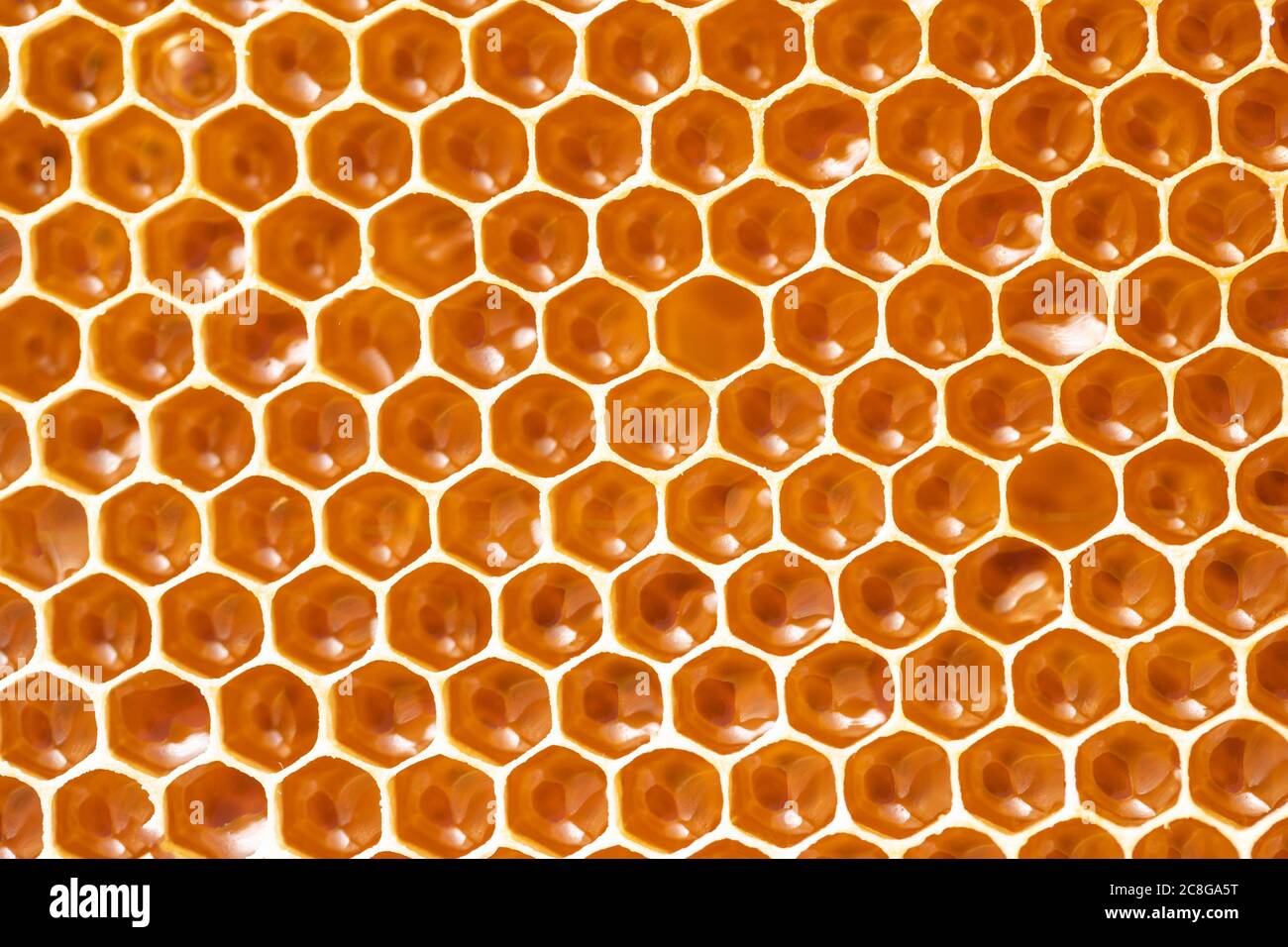 honeycomb seamless pattern background no bee Stock Photo