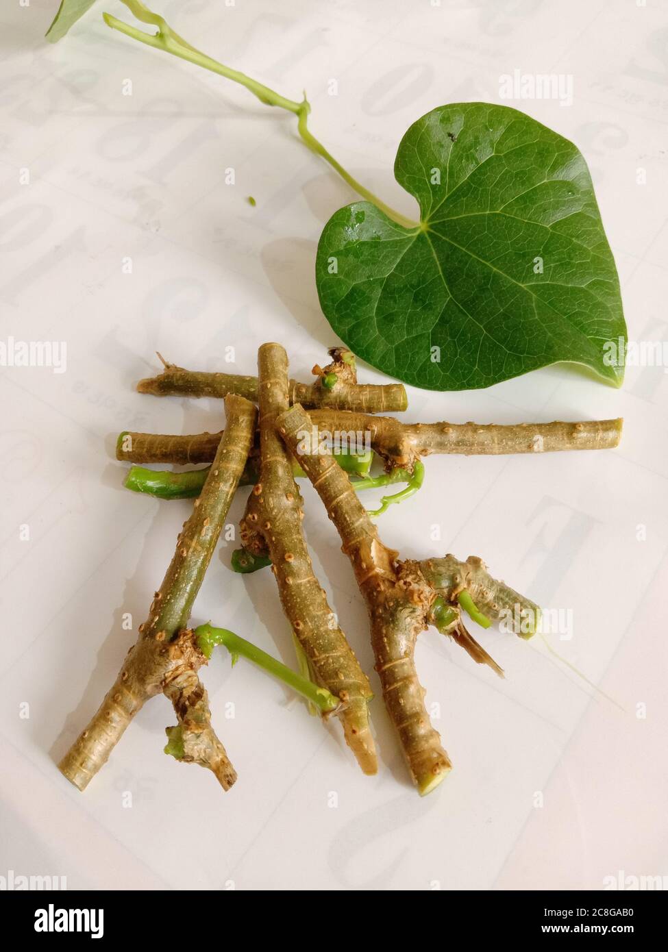 ayurvedic herb giloy leaf and stick Stock Photo