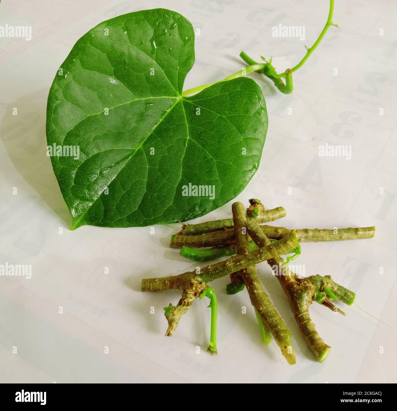 ayurvedic herb giloy leaf and stems Stock Photo