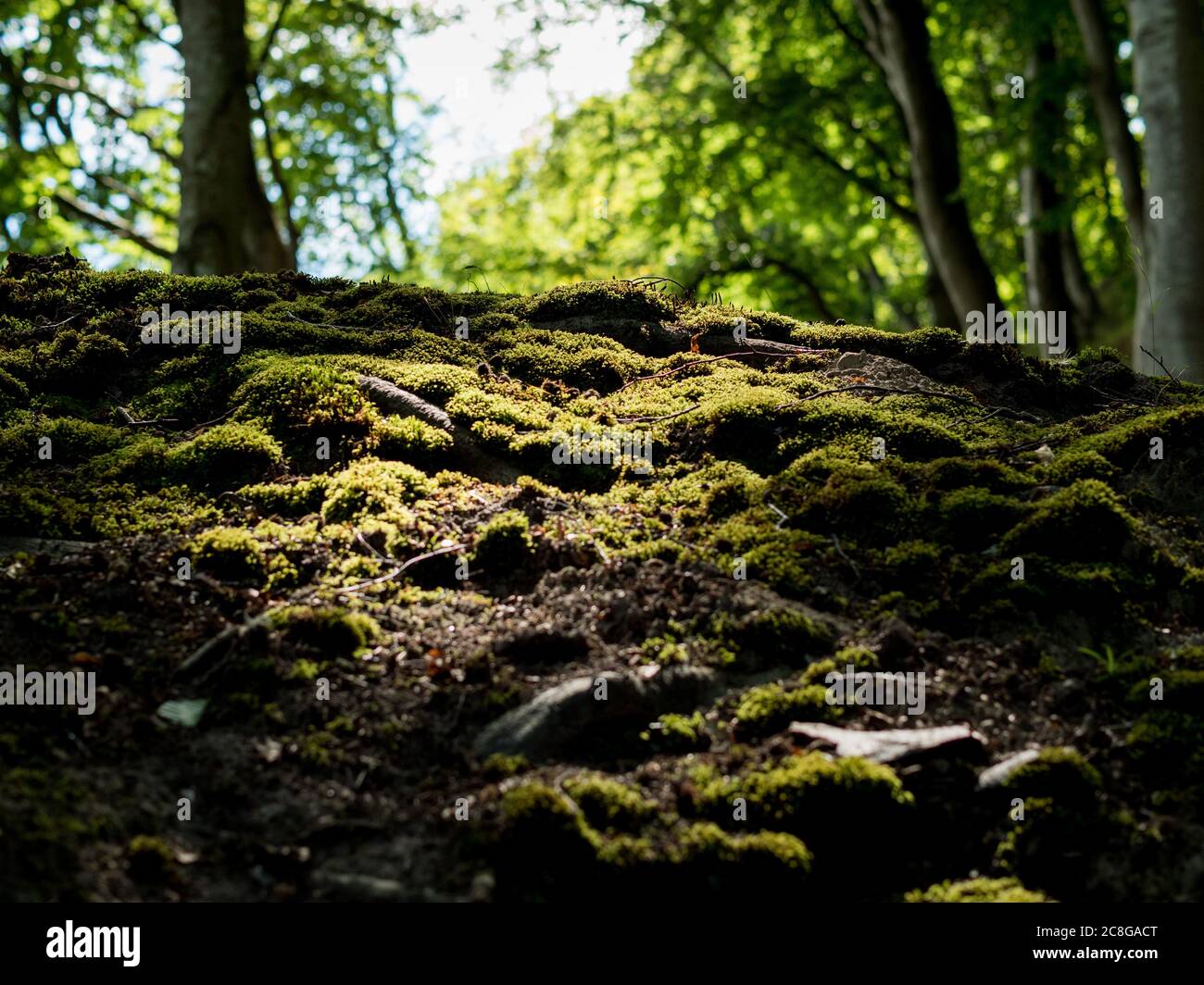 mit Moos bedeckter Waldboden von einem Sonnenstrahl angeleuchtet idyllischer Wald naturbelassene Landstaft moos-covered im Nationalpark Jasmund Rügen Stock Photo