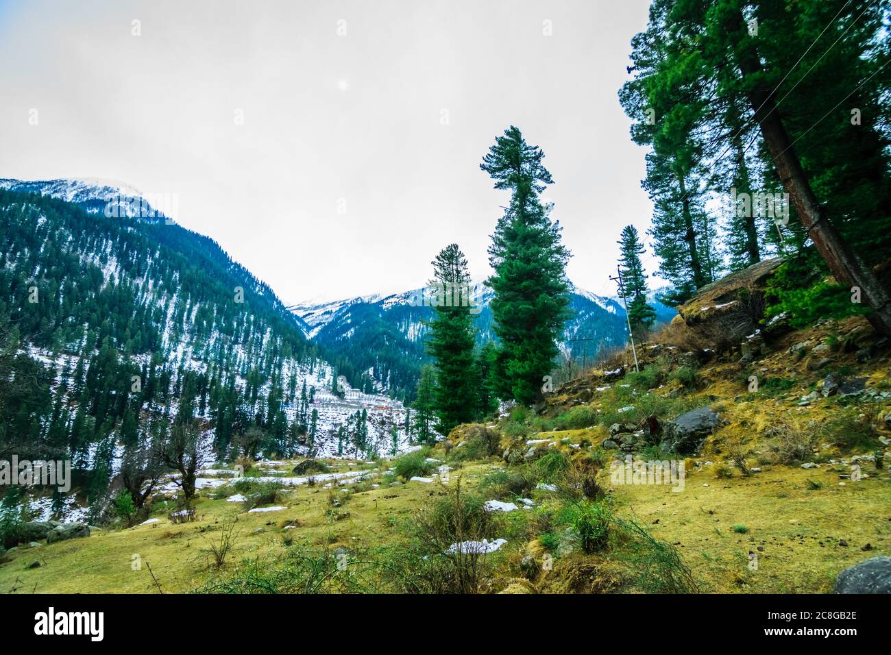 A green valley in the lap of the mountain with tall deodar trees and snow capped mountain in the background Stock Photo