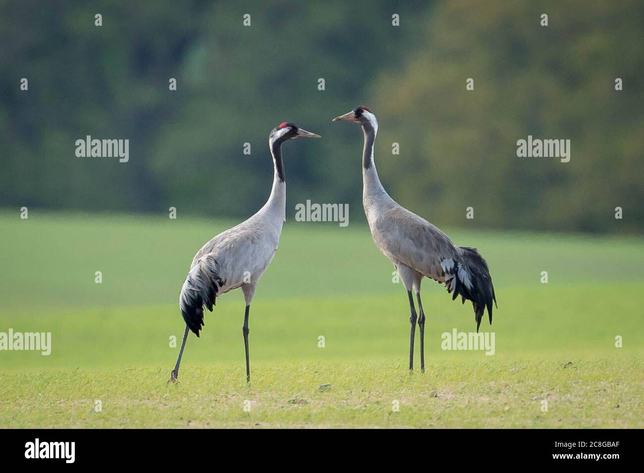 Linum, Germany. 30th Apr, 2018. Two cranes stand opposite each other in the field. Credit: Ingolf König-Jablonski/dpa-Zentralbild/ZB/dpa/Alamy Live News Stock Photo