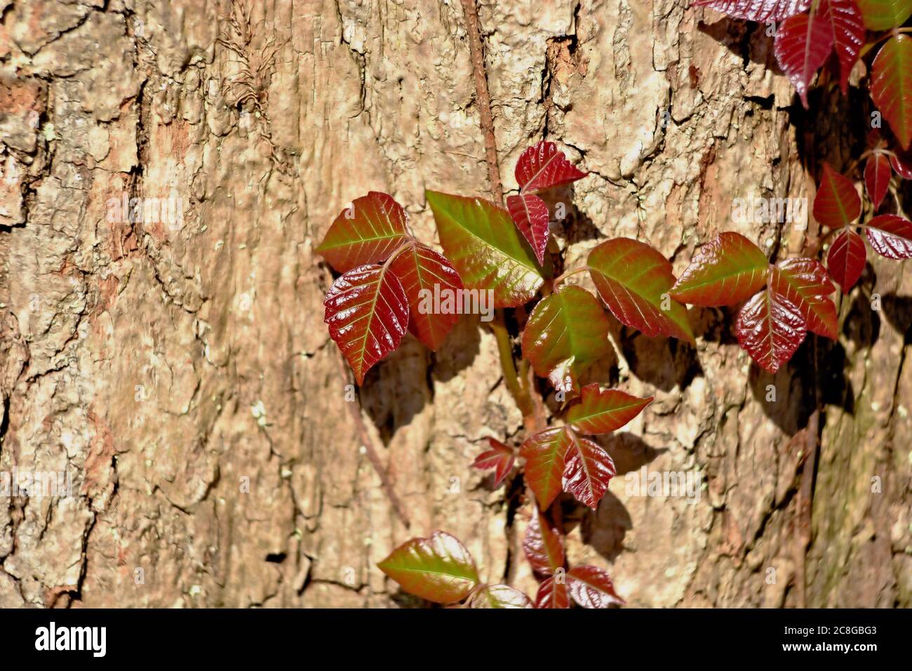 Poison Ivy Closeup climbing the bark of a tree trunk Stock Photo