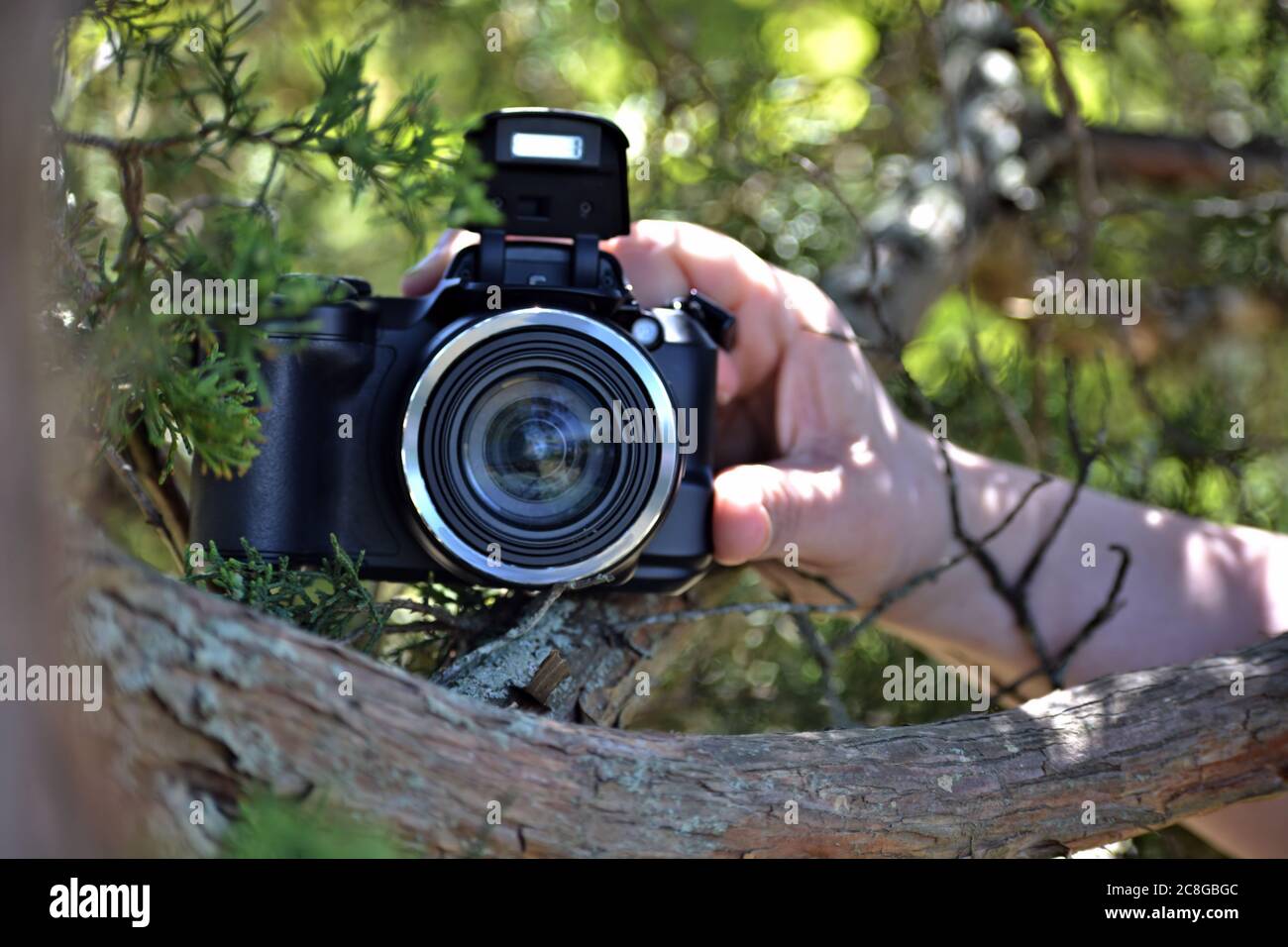 Hand holding a spy camera from the cover of a tree Stock Photo