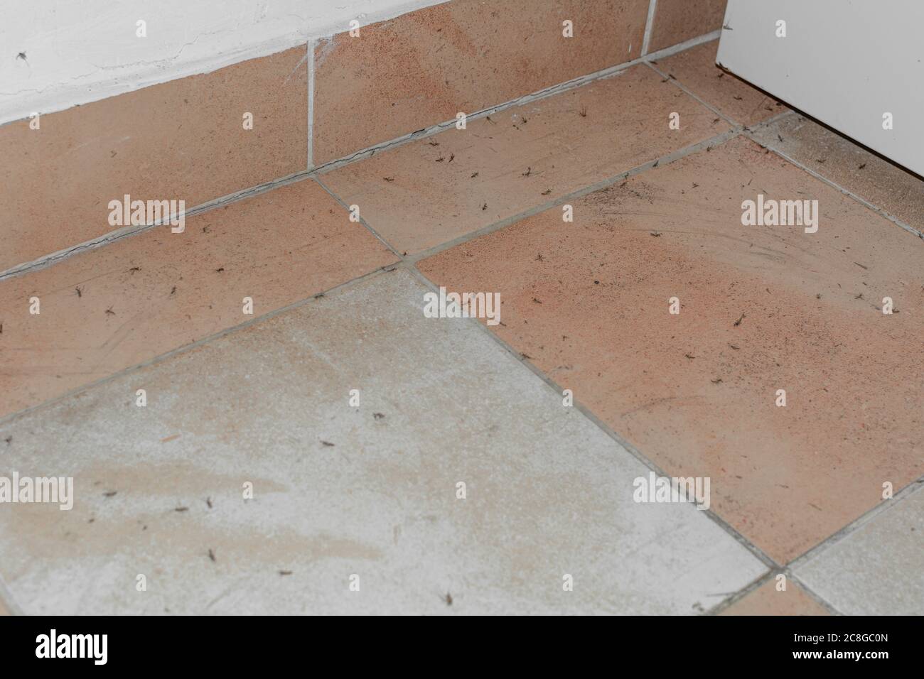 Dead mosquitoes on the floor - mosquito coil effect Stock Photo
