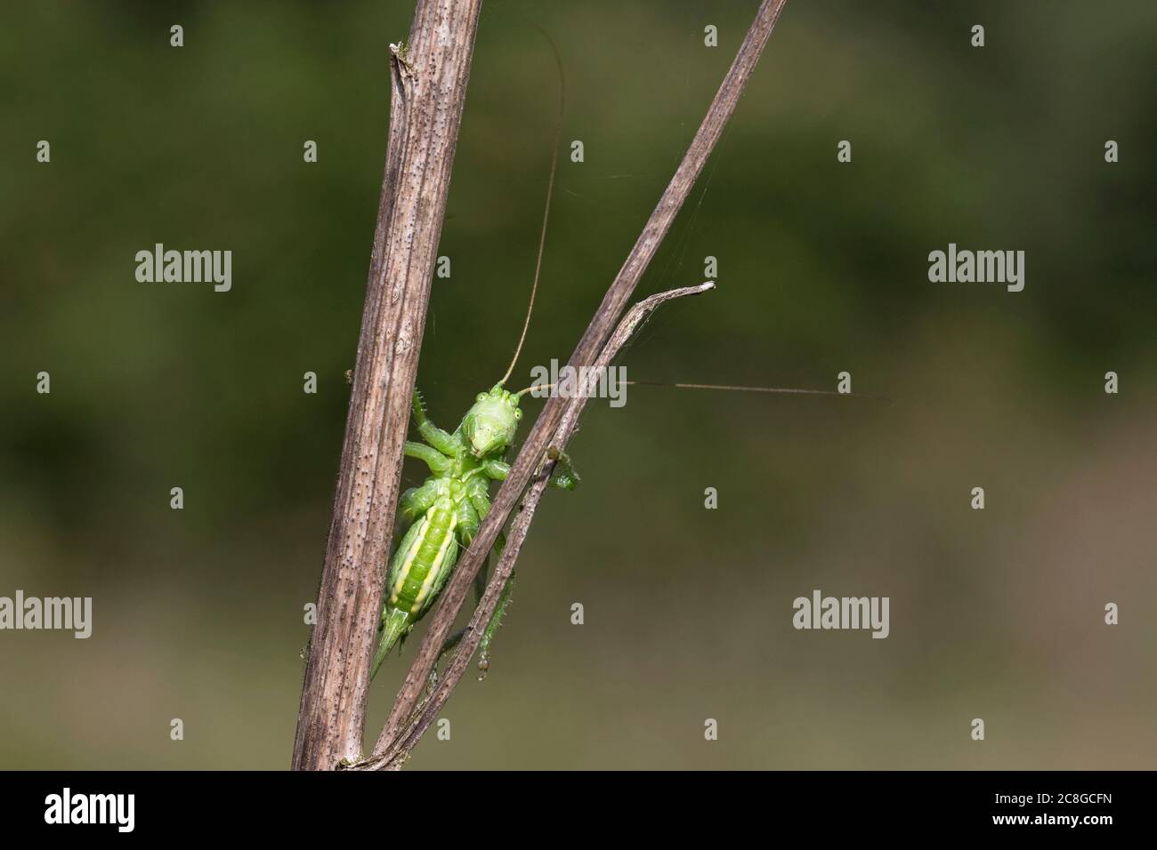 Great Green Bush-cricket (Tettigonia viridissima) Stock Photo