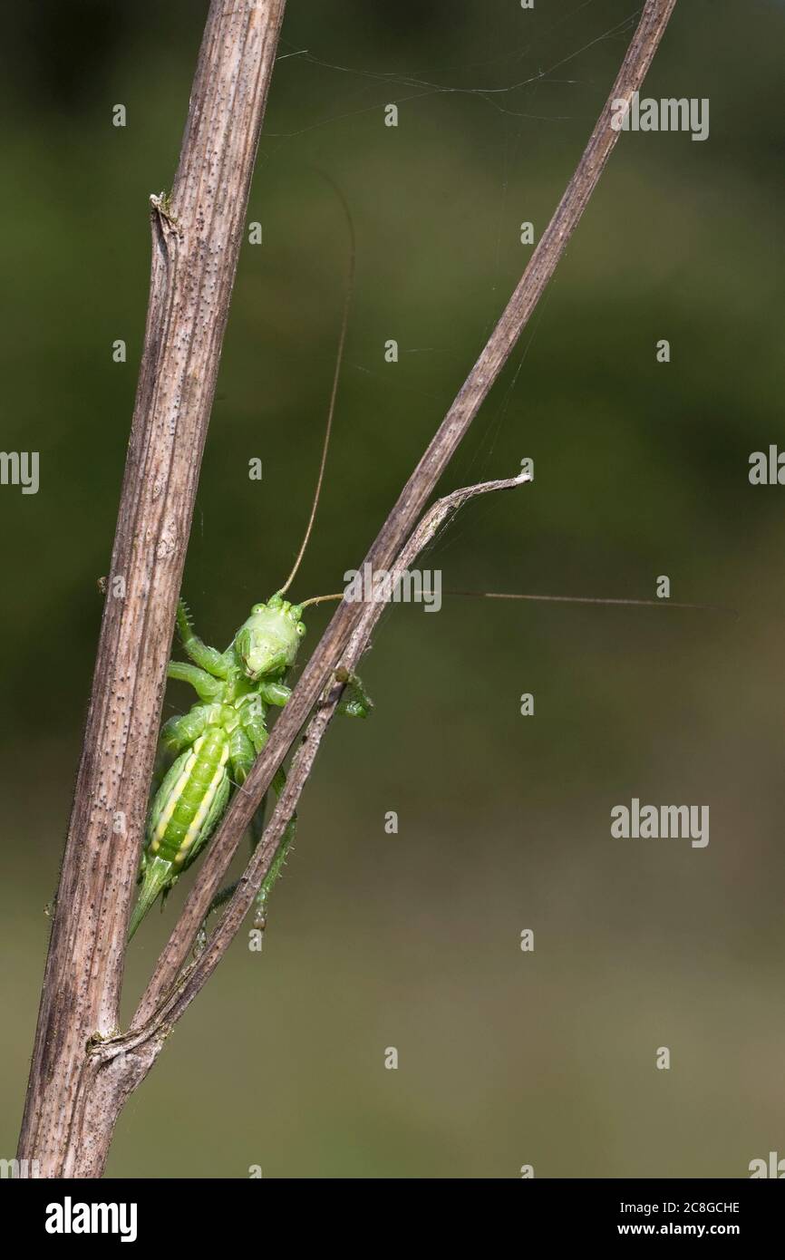 Great Green Bush-cricket (Tettigonia viridissima) Stock Photo