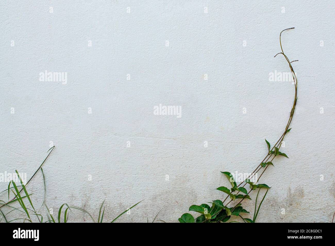 Vine growing on concrete wall or cement wall for background with copy