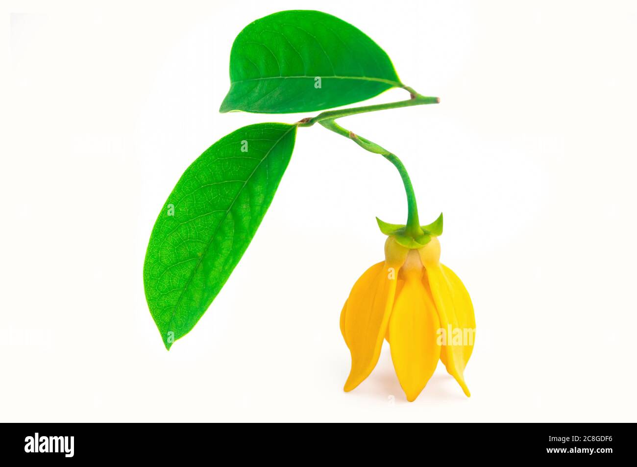 Ylang Ylang or Ilang ilang (Cananga odorata) with green leaves isolated