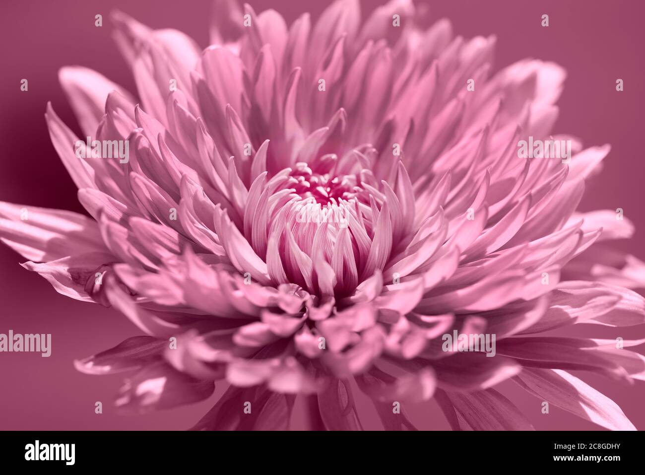 Blooming Pink Vibrant Chrysanthemum flower on a soft pink background Stock Photo