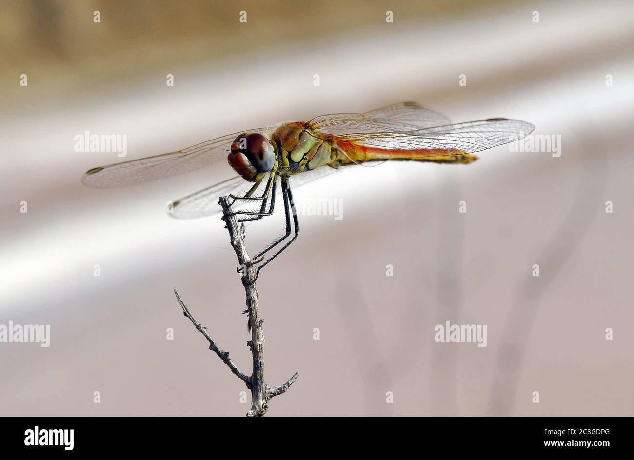 Selective focus of a dragonfly on a tree branch under the sunlight with ...