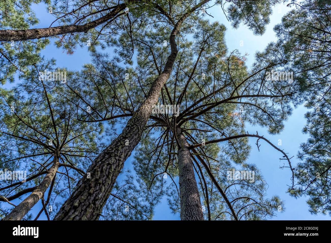 Bottom view pine trees summer hi-res stock photography and images - Alamy