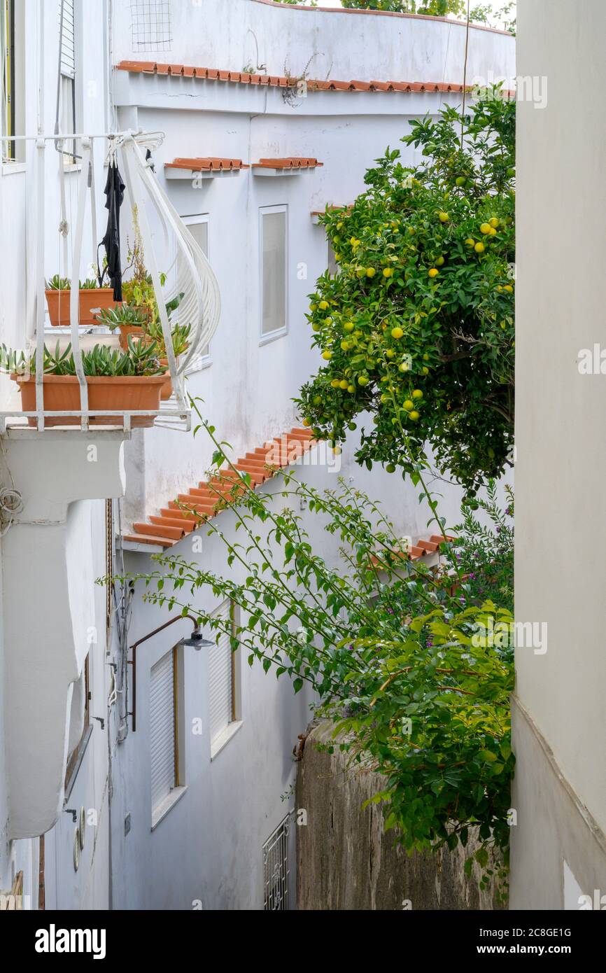 Houses on a narrow street adorned with Lemon Trees, on the beautiful island of Capri, Italy Stock Photo