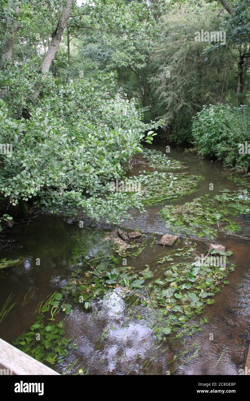 small stream with weeds and trees Stock Photo - Alamy