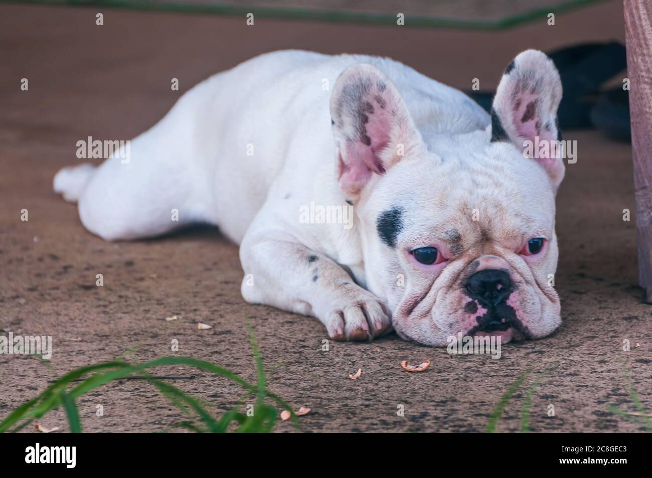 French bulldog looking sad and bored lying on the ground. lonely dog waiting for owner. Stock Photo