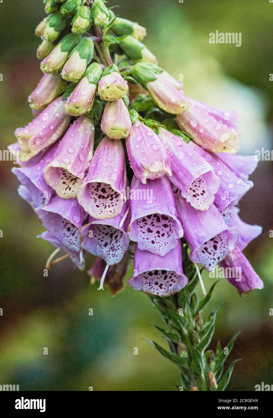 Foxglove, Digitalis, Spire shaped flowers growing outdoor in garden covered in water droplets. Stock Photo