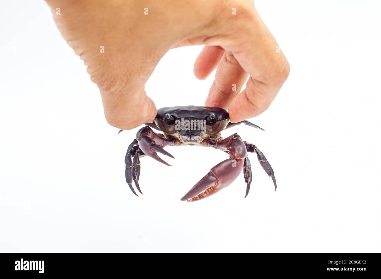 Crap or freshwater crab or rice field crab with jumbo claw close up in